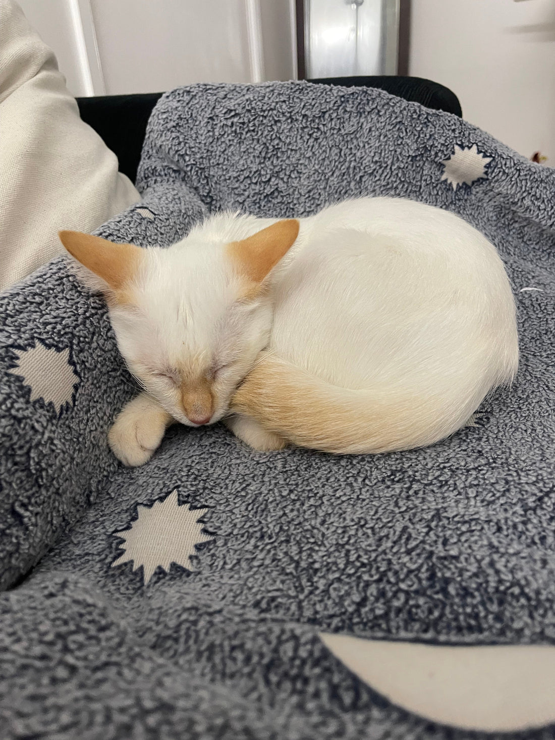 We Found a Kitten and Named It Zira | CityEvoke