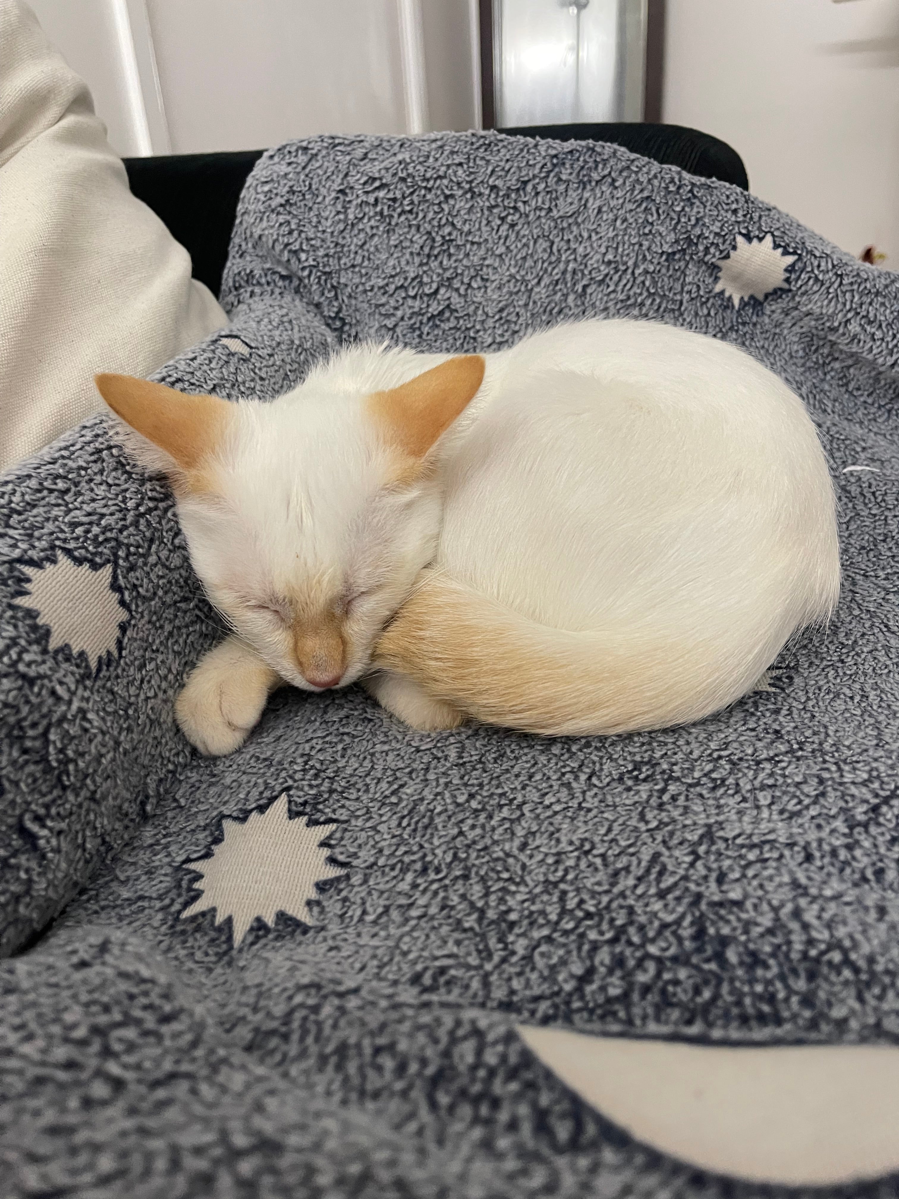 We Found a Kitten and Named It Zira | CityEvoke